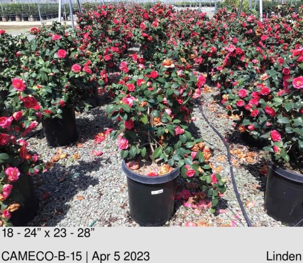 CAMELLIA Covina