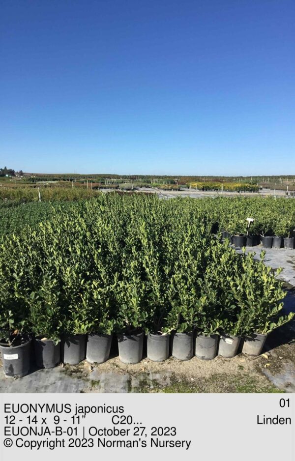 EUONYMUS japonicus