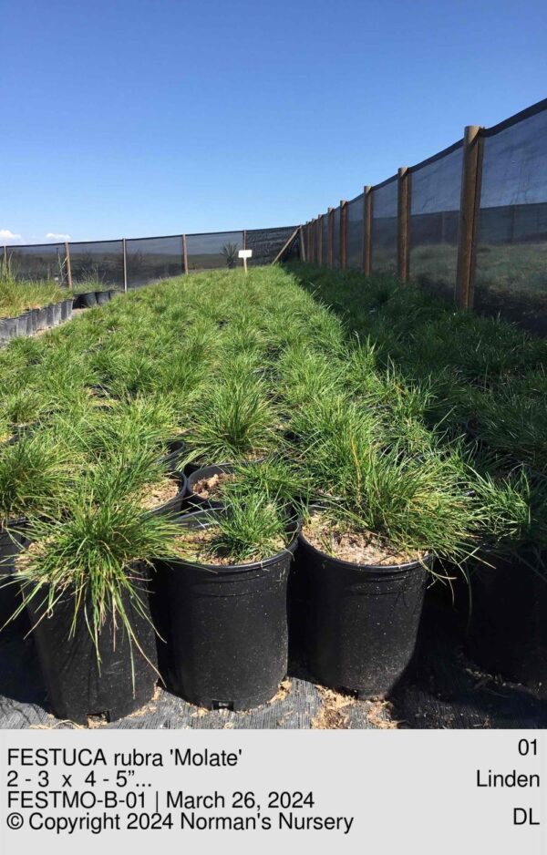 FESTUCA rubra 'Molate'