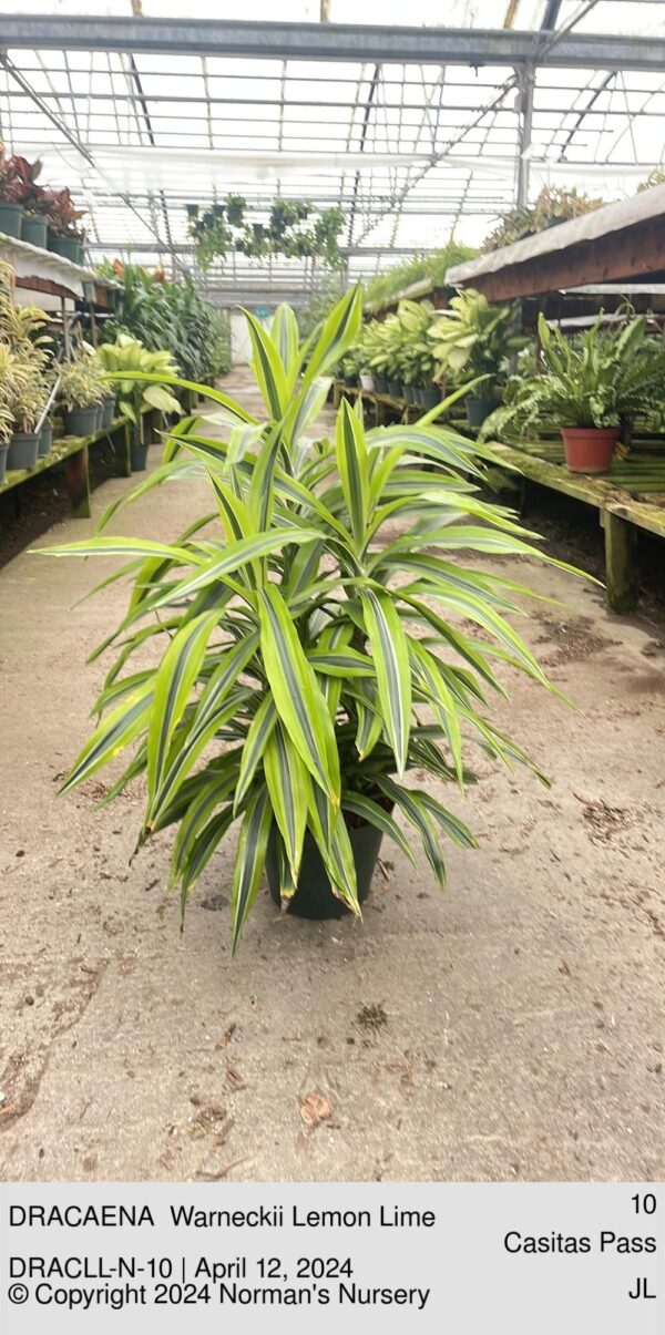 DRACAENA  Warneckii Lemon Lime