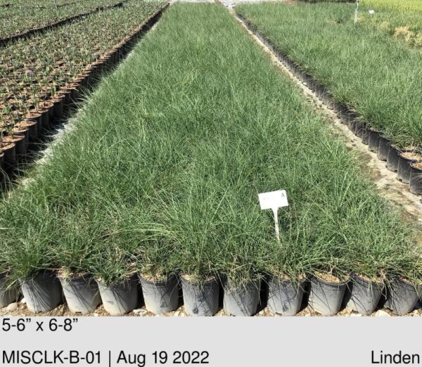 MISCANTHUS s. Little Kitten