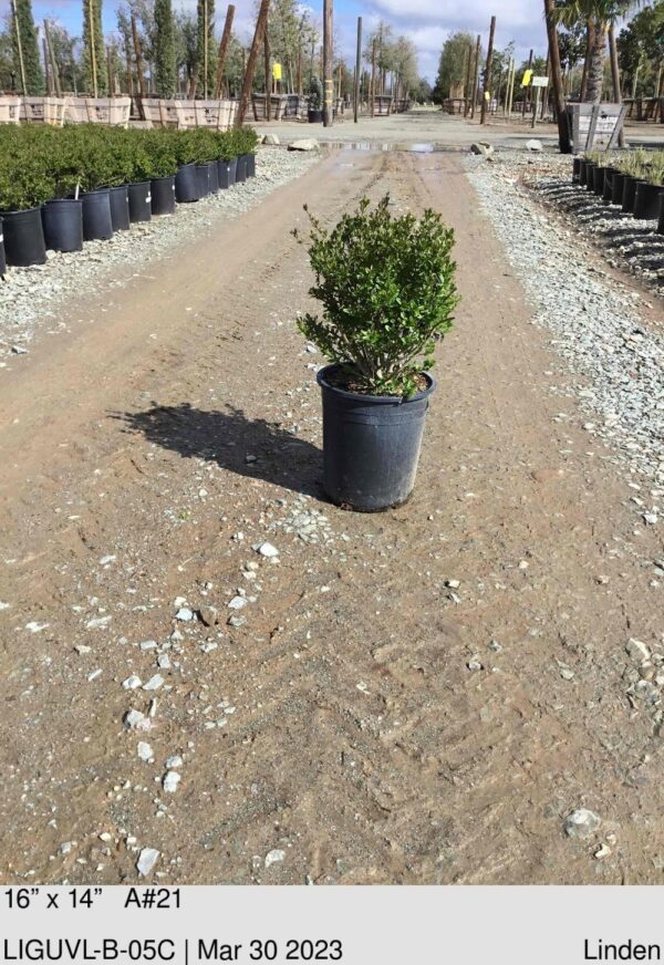 LIGUSTRUM vulgare 'Lodense'