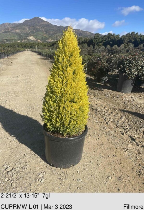 CUPRESSUS macrocarpa. Wilma