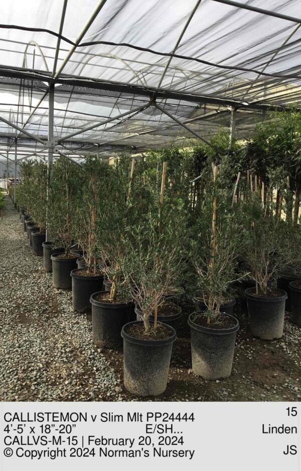 CALLISTEMON v Slim Mlt PP24444