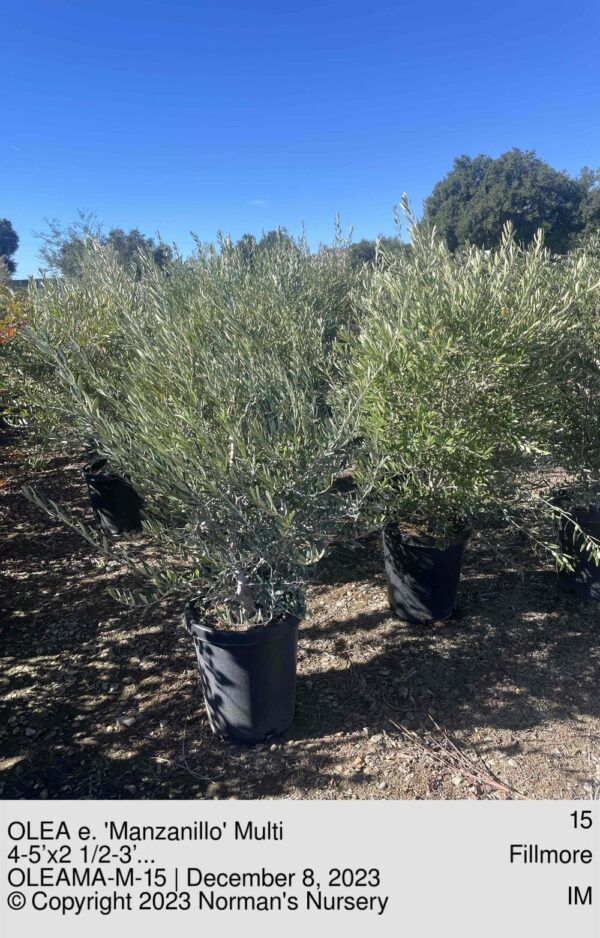 OLEA e. 'Manzanillo' Multi