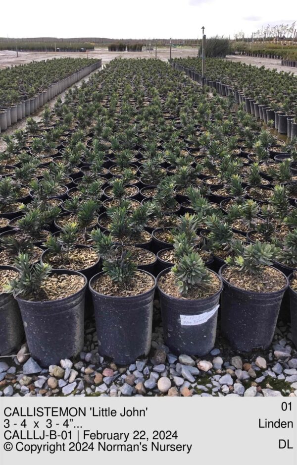 CALLISTEMON 'Little John'