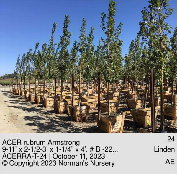 ACER rubrum Armstrong