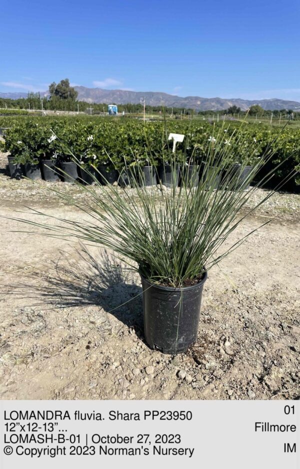 LOMANDRA fluvia. Shara PP23950