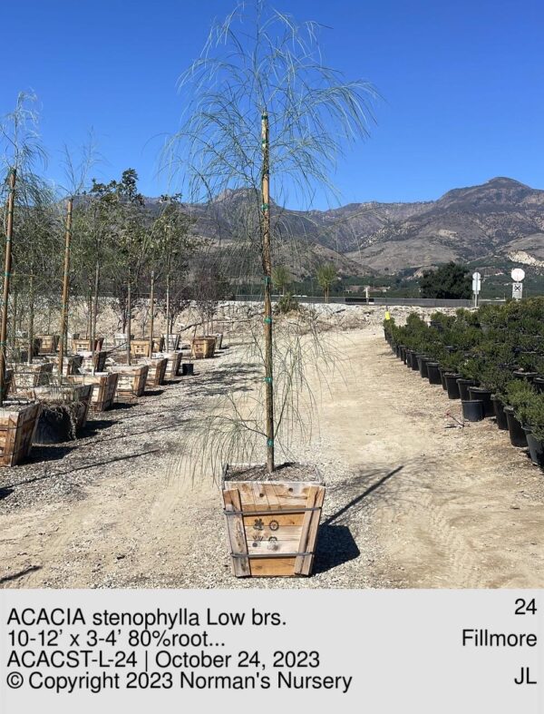 ACACIA stenophylla Low brs.