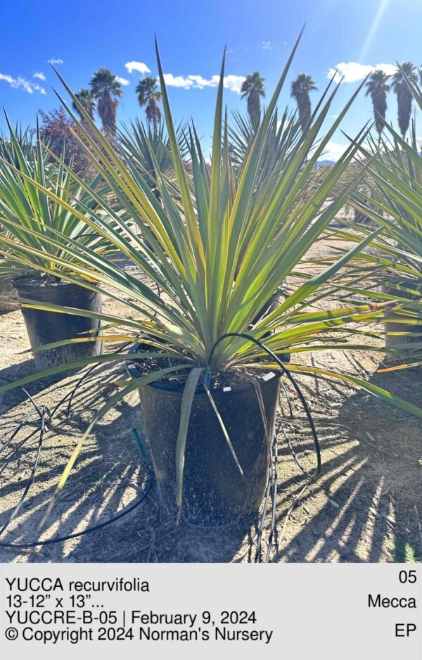 YUCCA recurvifolia