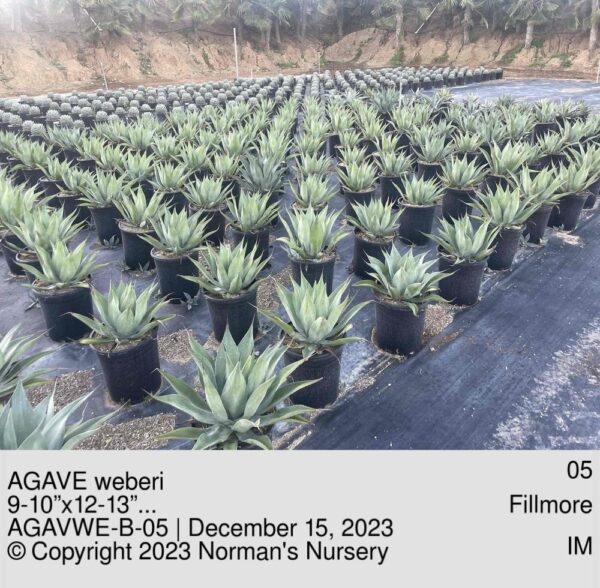 AGAVE weberi