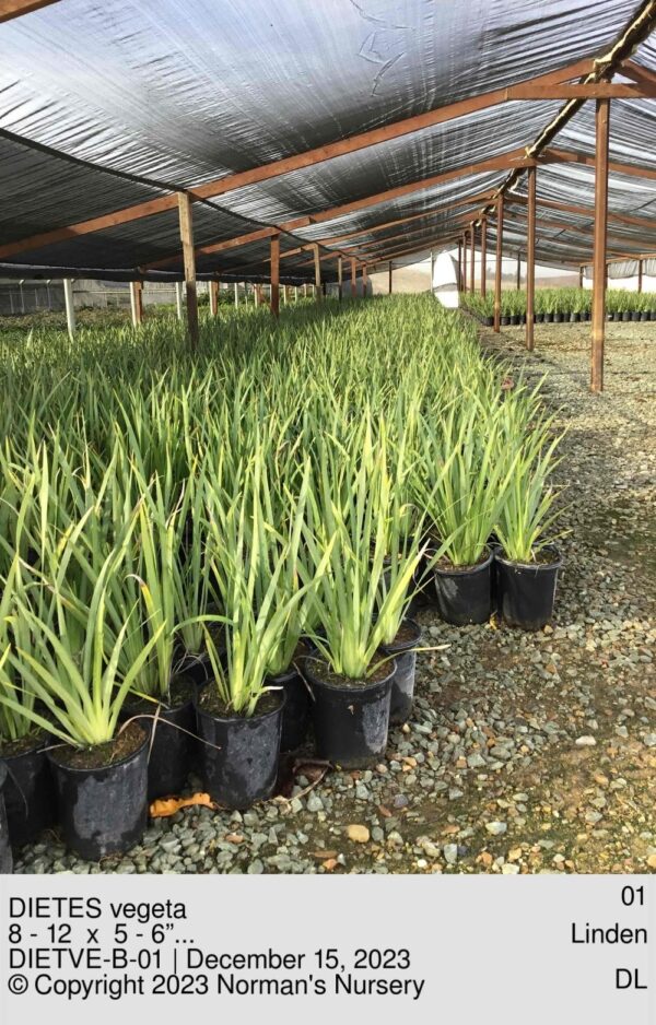 DIETES vegeta