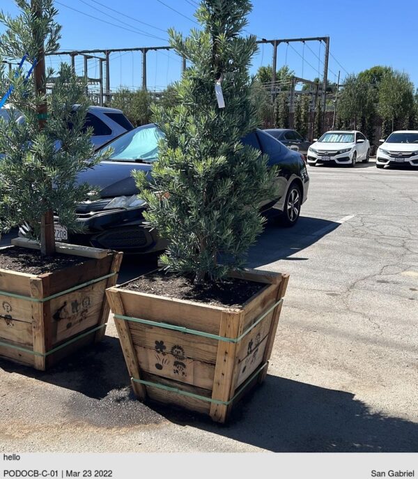 PODOCARPUS e. 'Crystal Blue'