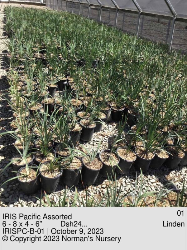 IRIS Pacific Assorted