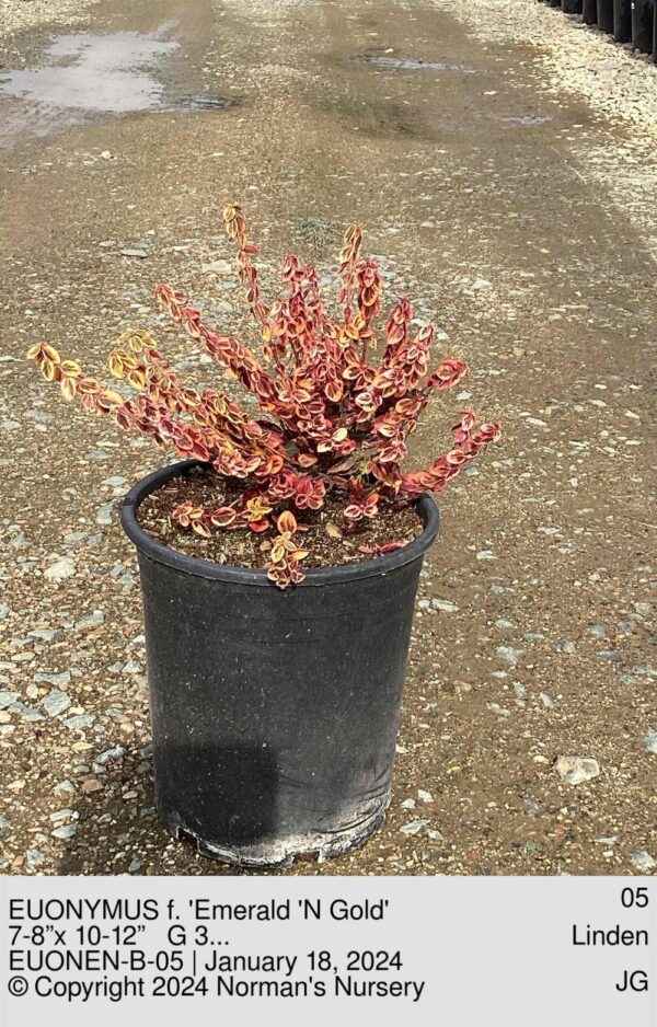 EUONYMUS f. 'Emerald 'N Gold'