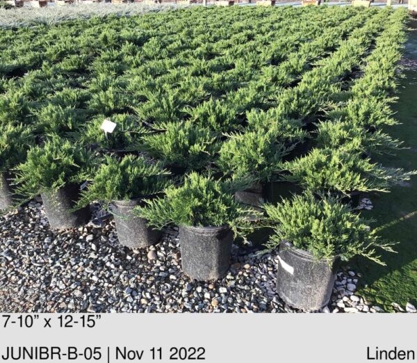 JUNIPER sabina Broadmoor
