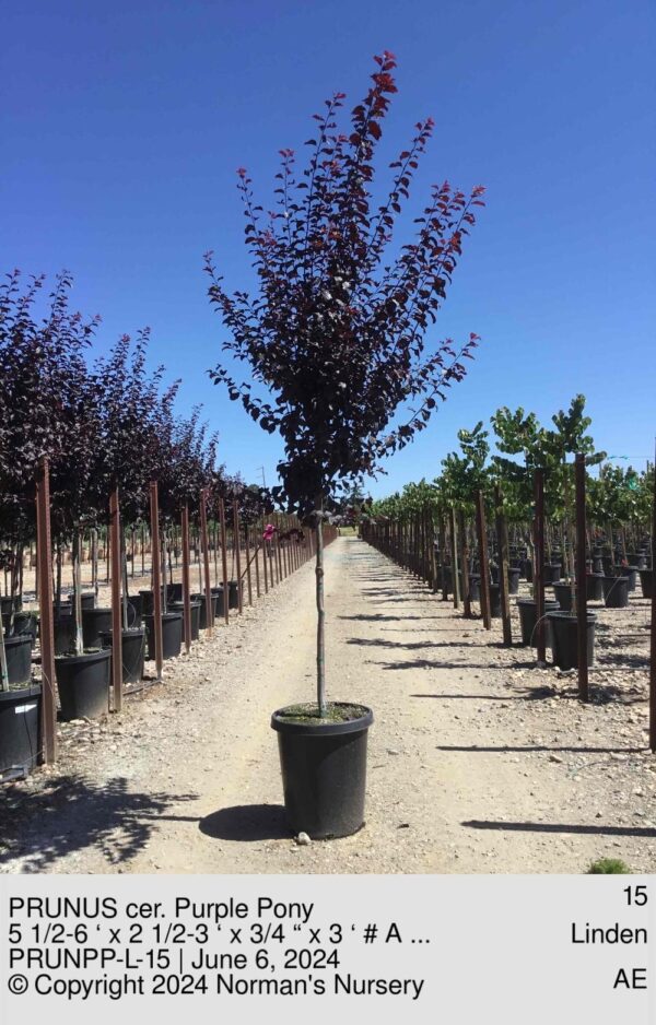 PRUNUS cer. Purple Pony