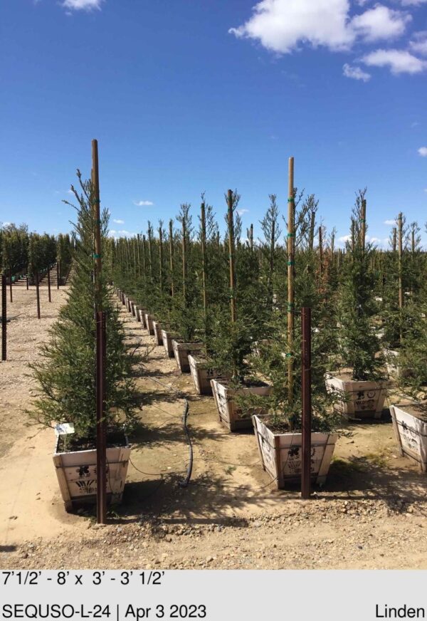 SEQUOIA semp. Soquel