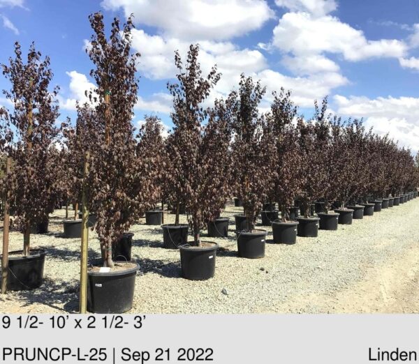 PRUNUS crimson Pointe PP19564