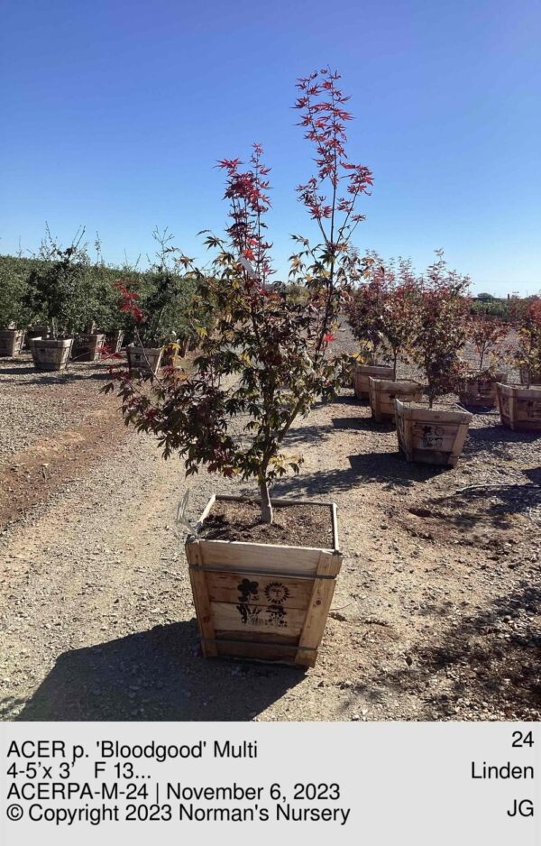 ACER p. 'Bloodgood' Multi