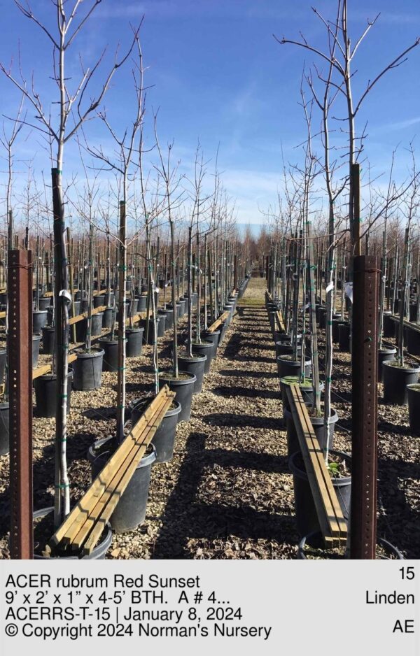 ACER rubrum Red Sunset