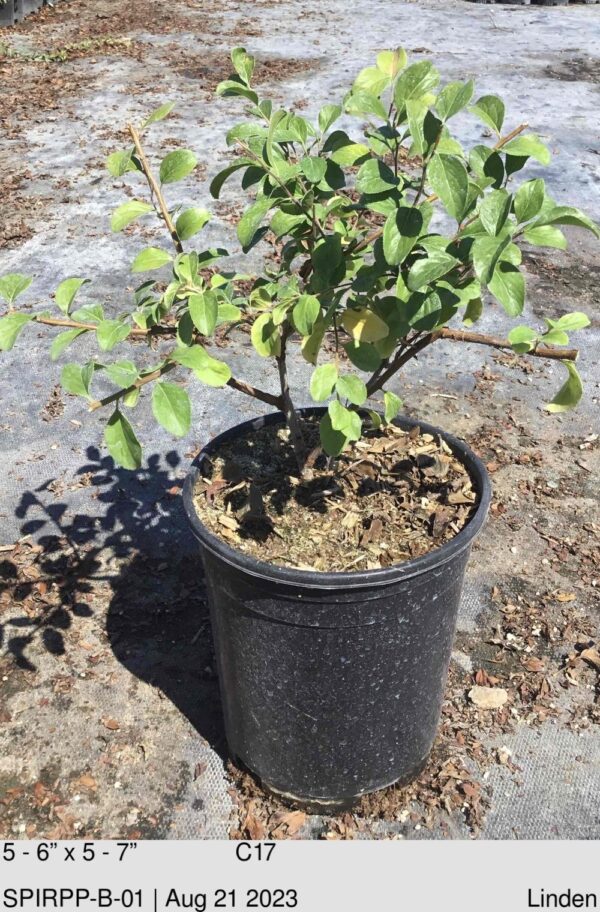 SPIRAEA prunifolia 'Plena'