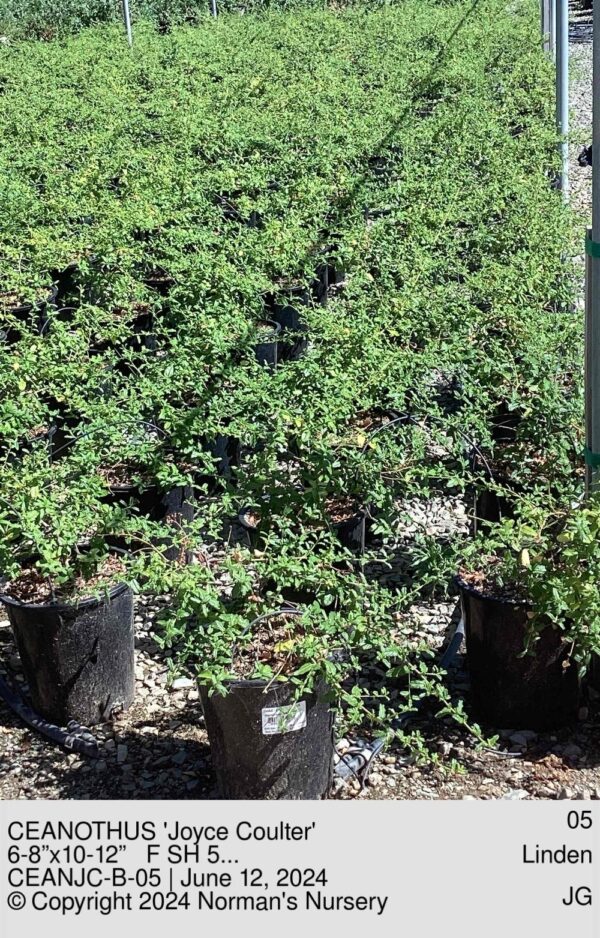 CEANOTHUS 'Joyce Coulter'