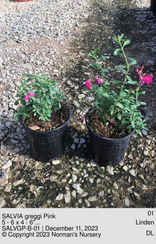 SALVIA greggi Pink