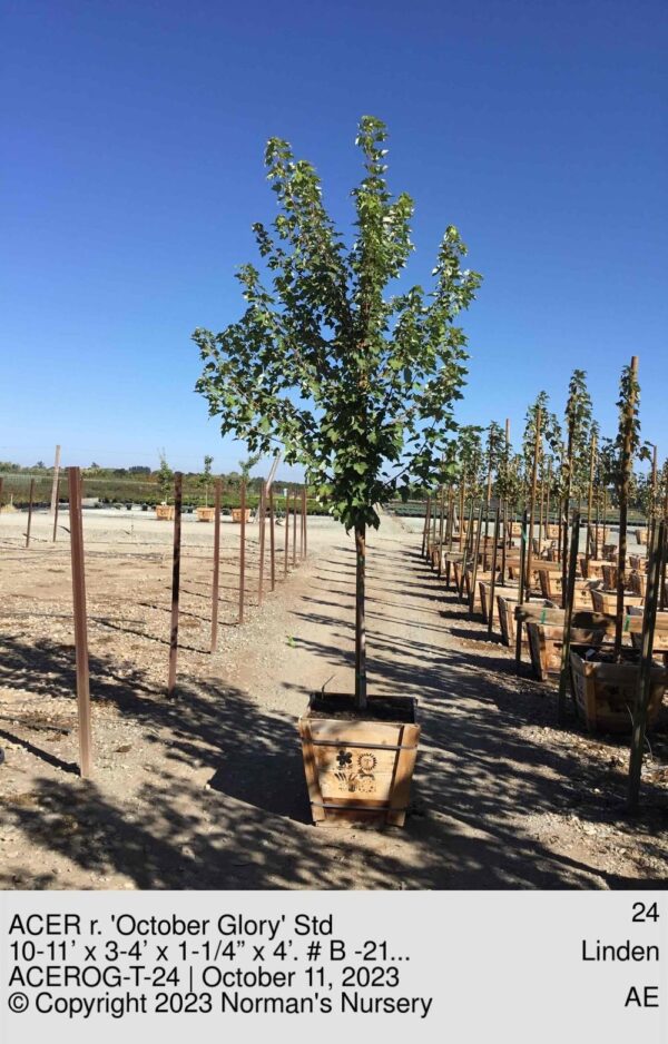 ACER r. 'October Glory' Std
