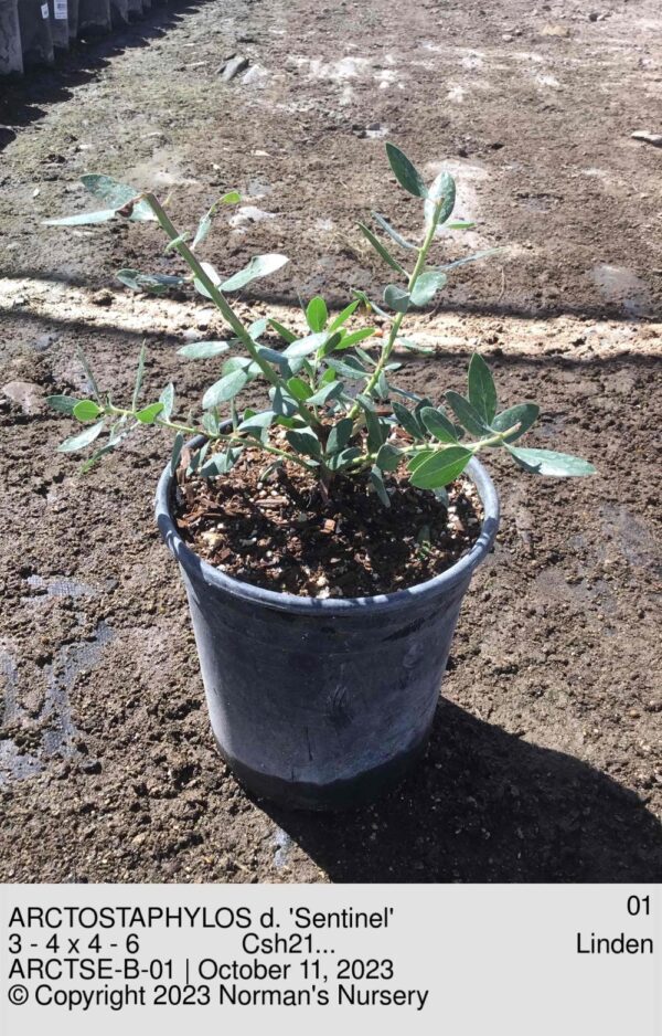 ARCTOSTAPHYLOS d. 'Sentinel'