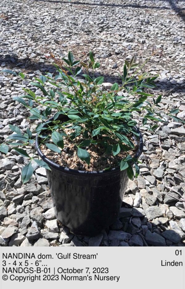 NANDINA dom. 'Gulf Stream'