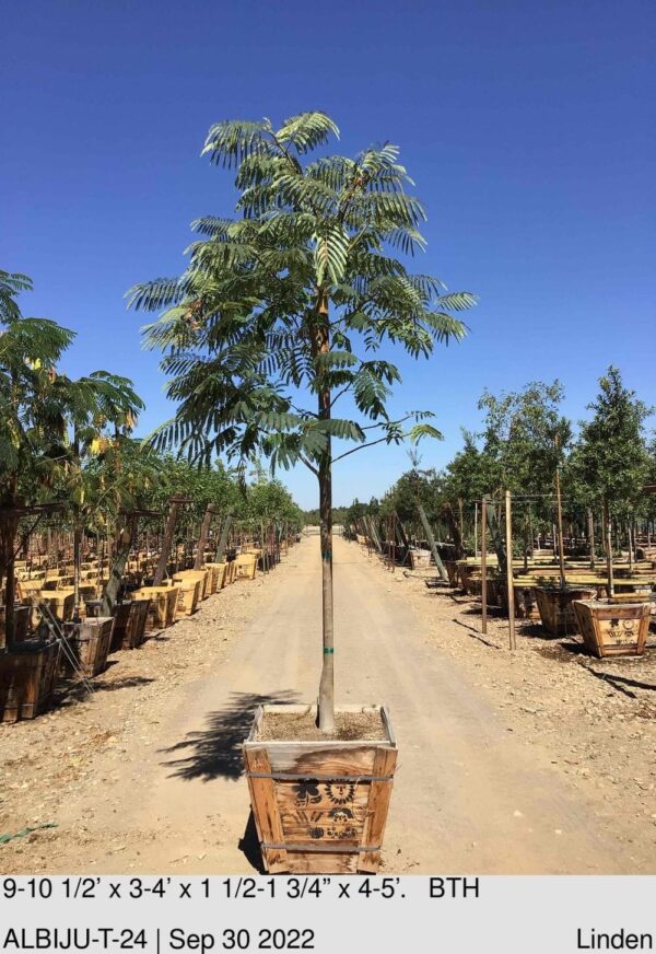 ALBIZIA julibrissin Std