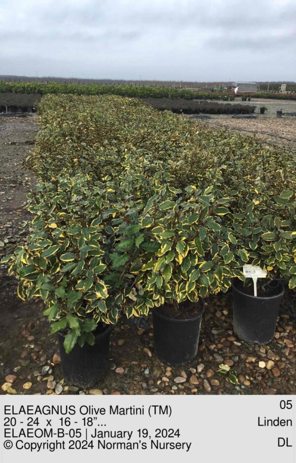 ELAEAGNUS Olive Martini (TM)