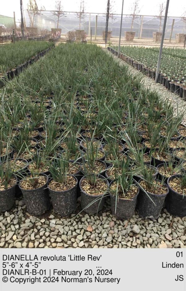 DIANELLA revoluta 'Little Rev'