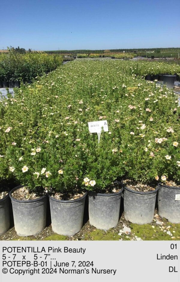 POTENTILLA Pink Beauty