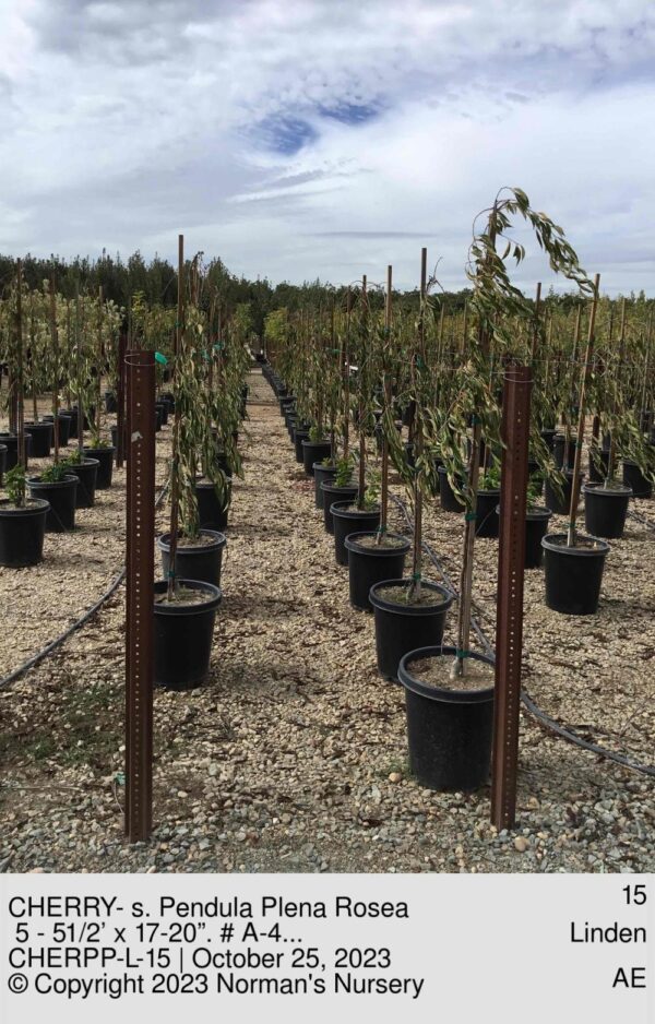 CHERRY- s. Pendula Plena Rosea