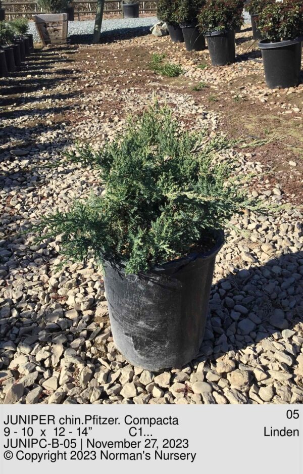 JUNIPER chin.Pfitzer. Compacta