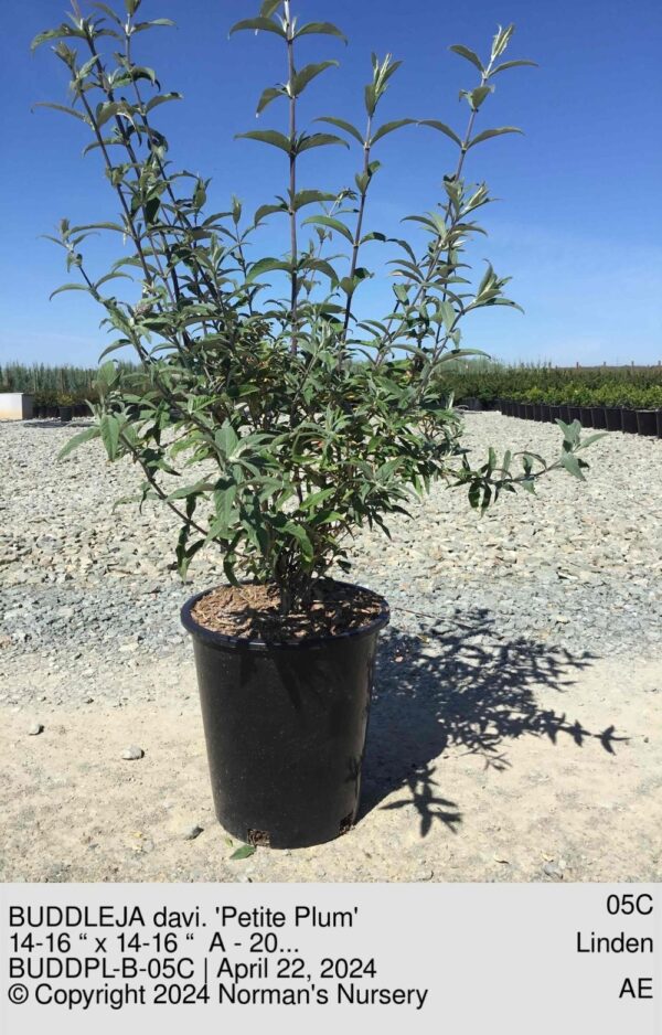 BUDDLEJA davi. 'Petite Plum'