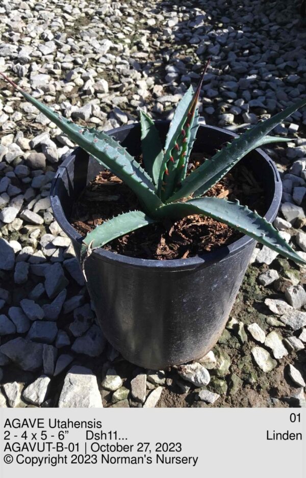 AGAVE Utahensis