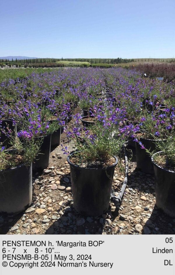 PENSTEMON h. 'Margarita BOP'