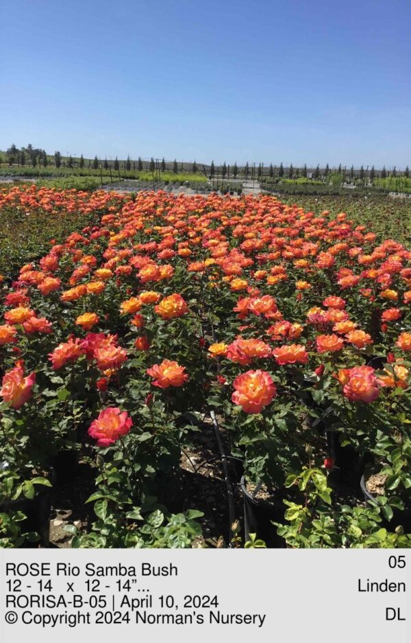 ROSE Rio Samba Bush