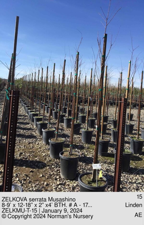 ZELKOVA serrata Musashino