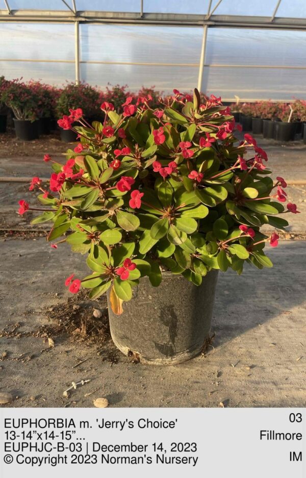 EUPHORBIA m. 'Jerry's Choice'