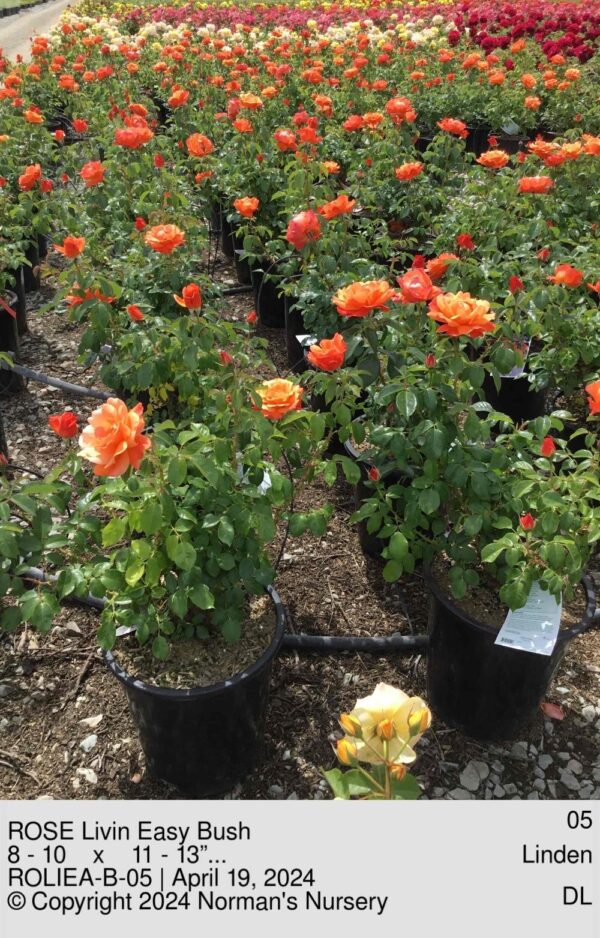ROSE Livin Easy Bush
