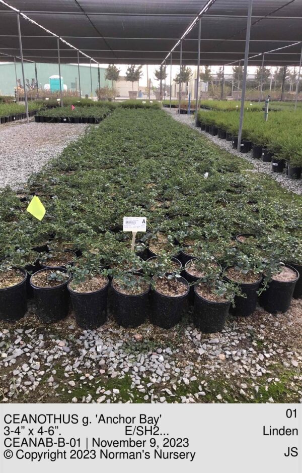 CEANOTHUS g. 'Anchor Bay'