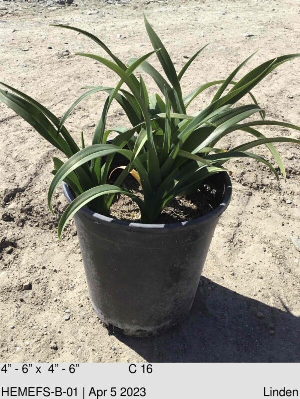 HEMEROCALLIS Fans Sir Pat