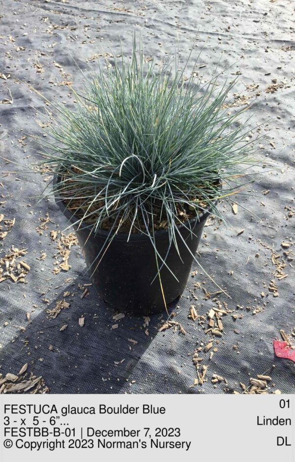 FESTUCA glauca Boulder Blue