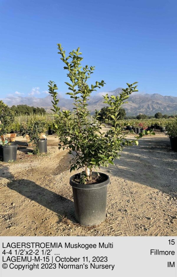 LAGERSTROEMIA Muskogee Multi