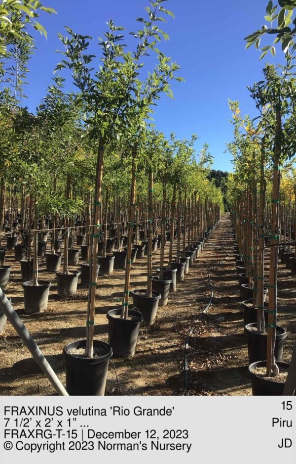 FRAXINUS velutina 'Rio Grande'