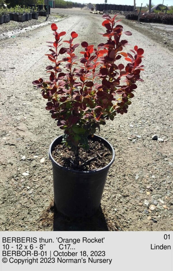 BERBERIS thun. 'Orange Rocket'